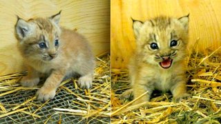 Mind-Blowingly Adorable Lynx Kitten Has the Face of a Tiny, Ferocious Angel